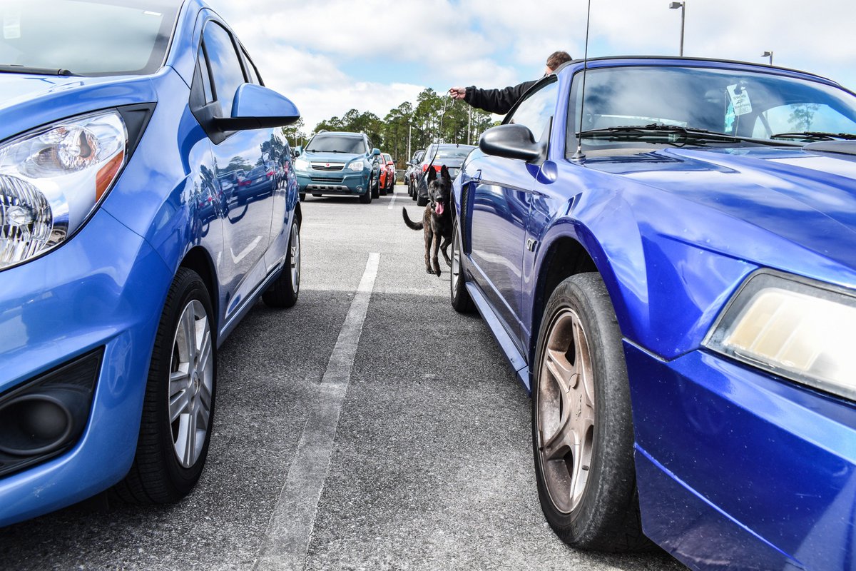 WCSOFL's tweet image. New leash, who dis? 

Dealers beware. K9 Drago is on the prowl for a drug bust. Don't be dealin' during the holiday season. 🐾♥️🐕🚔

#LESM | @workingdogmag | @NationalSheriff | #WCSOK9 | #K9