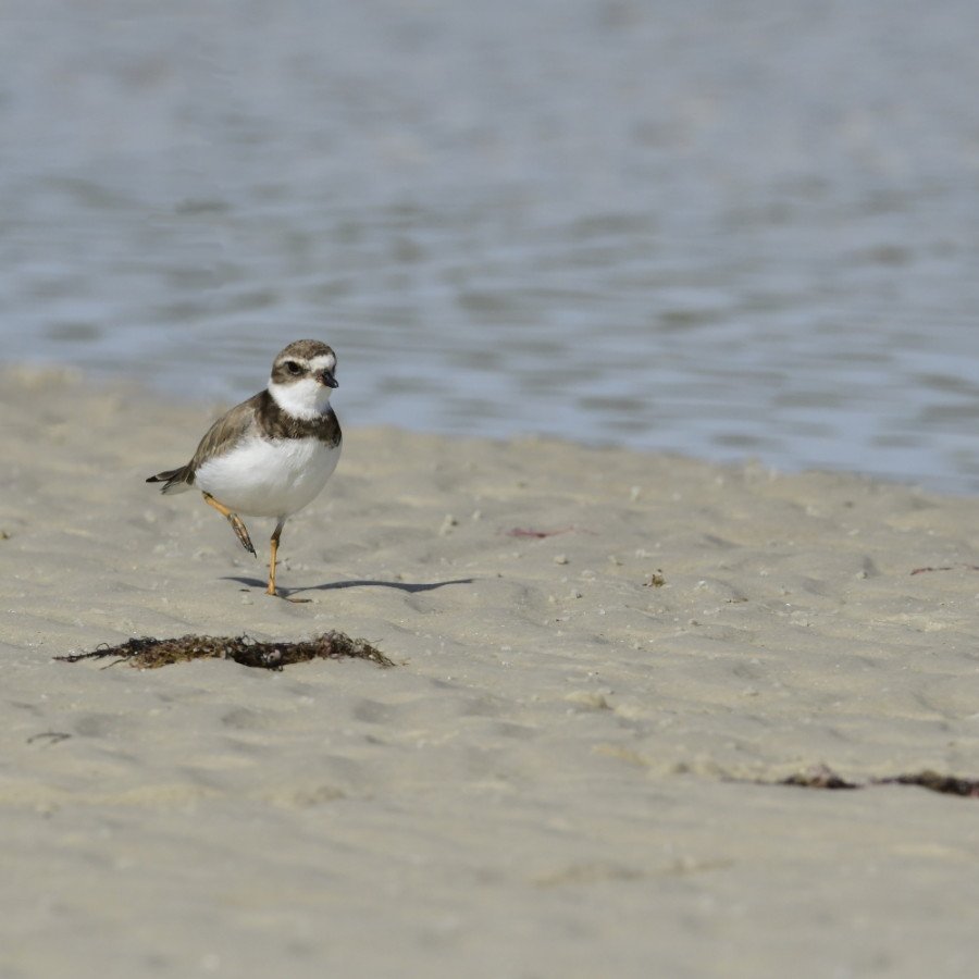 RBondarFdn's tweet image. It works! Walking about the beach, the Semipalmated Plover is always on the lookout for food &amp;amp; predators. Semipalmate? Its feet are not fully webbed.
@RobertaBondar focuses on #MigratoryBirds for @AMASSresearch project bit.ly/2OJApZA #Flyways  #AMASSflight