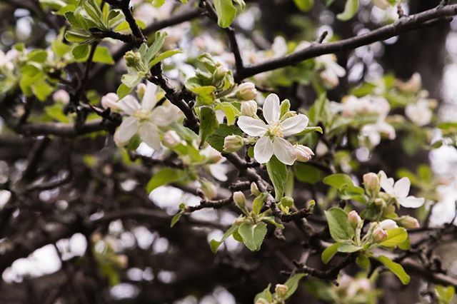 young_madao's tweet photo. #spring #crab #apple #blossom #stock #adobestock #bokeh #macro #nature #natureisbeautiful  from last year's camera roll https://t.co/7c6dZBGNhB https://t.co/0MlMpPsaUL