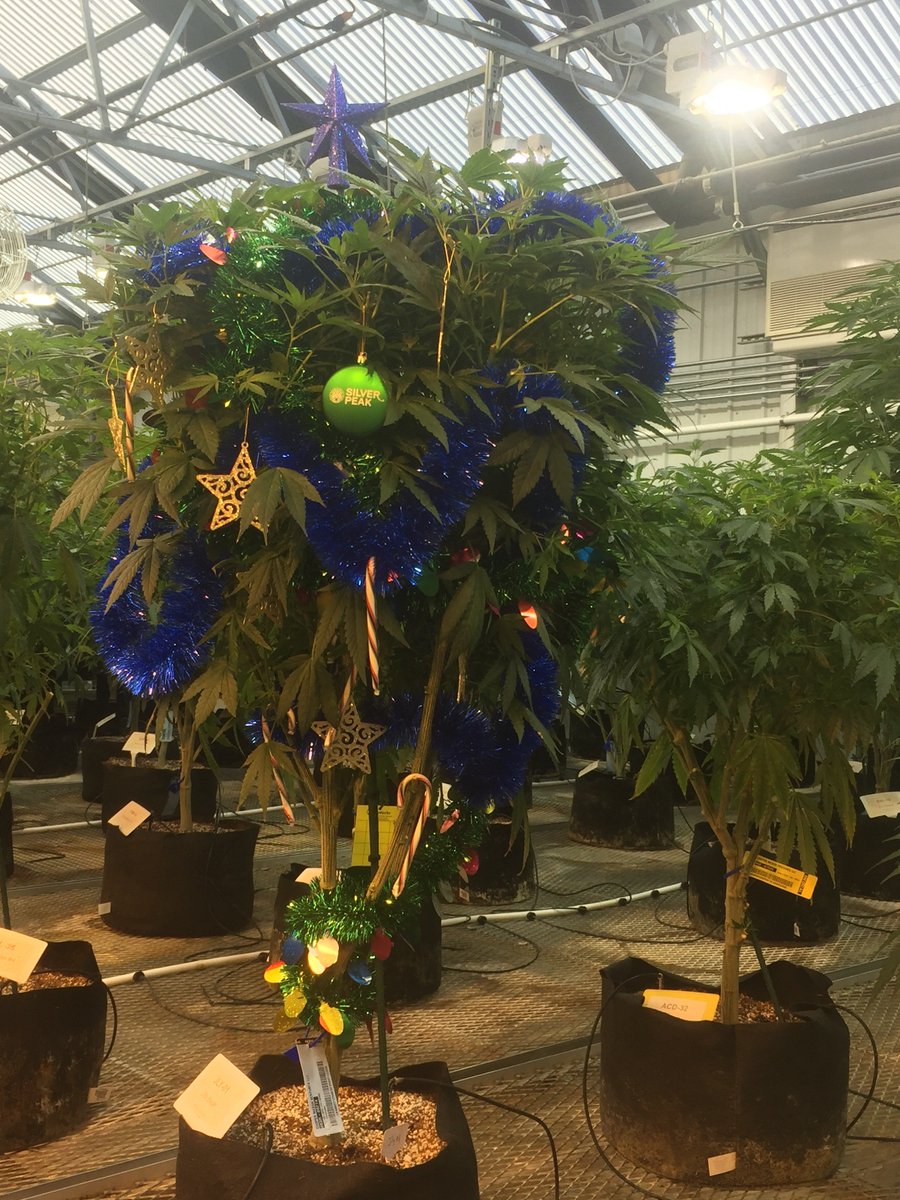 Our grow team is really getting into the #Christmas spirit! It's an annual Silverpeak tradition to decorate one of the mothers. Doesn't she look fancy?

#WeedWednesday #happyholidays #coloradocannabis