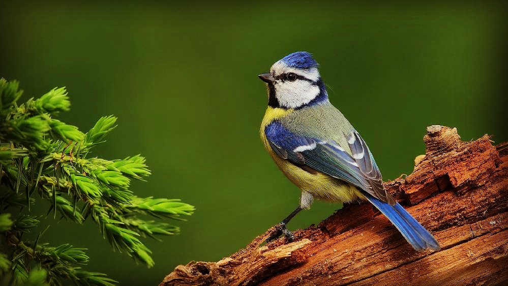 Mavi Baştankara (Cyanistes caeruleus) dişilerinin, eşlerinin kısır olabilme ihtimaline karşı başka erkeklerle de çiftleştiğini ve yumurta doluluk oranlarını arttırdıklarını biliyormuydunuz? Kaynak: scienceblogs.com/grrlscientist/… 📷 trakus.org #türkiyeninkuşları #baştankara