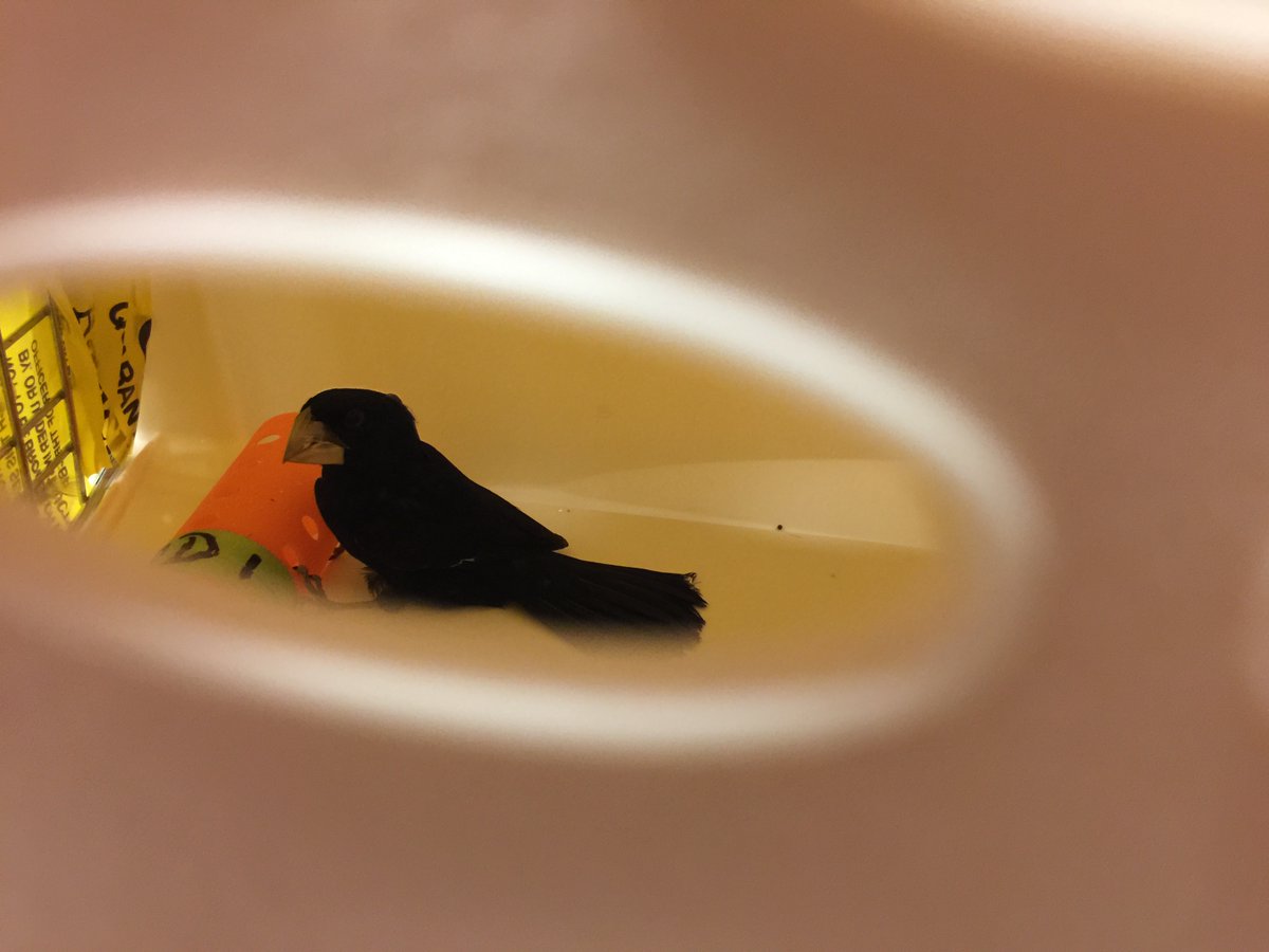 #CBP officers at <a href="/JFKairport/">John F. Kennedy Airport</a> discovered 70 live finches concealed within hair rollers in a traveler's duffel bag. The finches were detained under quarantine and turned over to <a href="/USDA/">Dept. of Agriculture</a> Veterinary Services. bit.ly/2BlAcqI