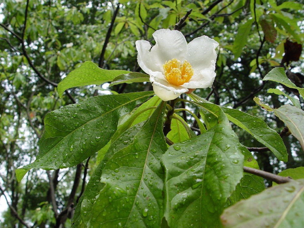BobStewart723's tweet image. The genus Franklinia is monotypic, meaning it only has one species.  In this case Franklinia alatamaha, the Franklin Tree.  This species was discovered in Georgia in 1770 by John Bartram, but since 1790 has never been found again.  #TreeStories