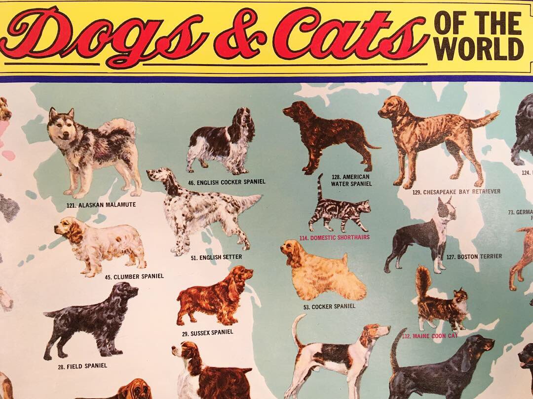 HarvardMapColl's tweet photo. Part the second of #recentacquisitions building our best in class collection of #dog and #cat world #maps. #Lassie #Westie #lolmaps #HarvardLibrary https://t.co/yDMGCMhKTs