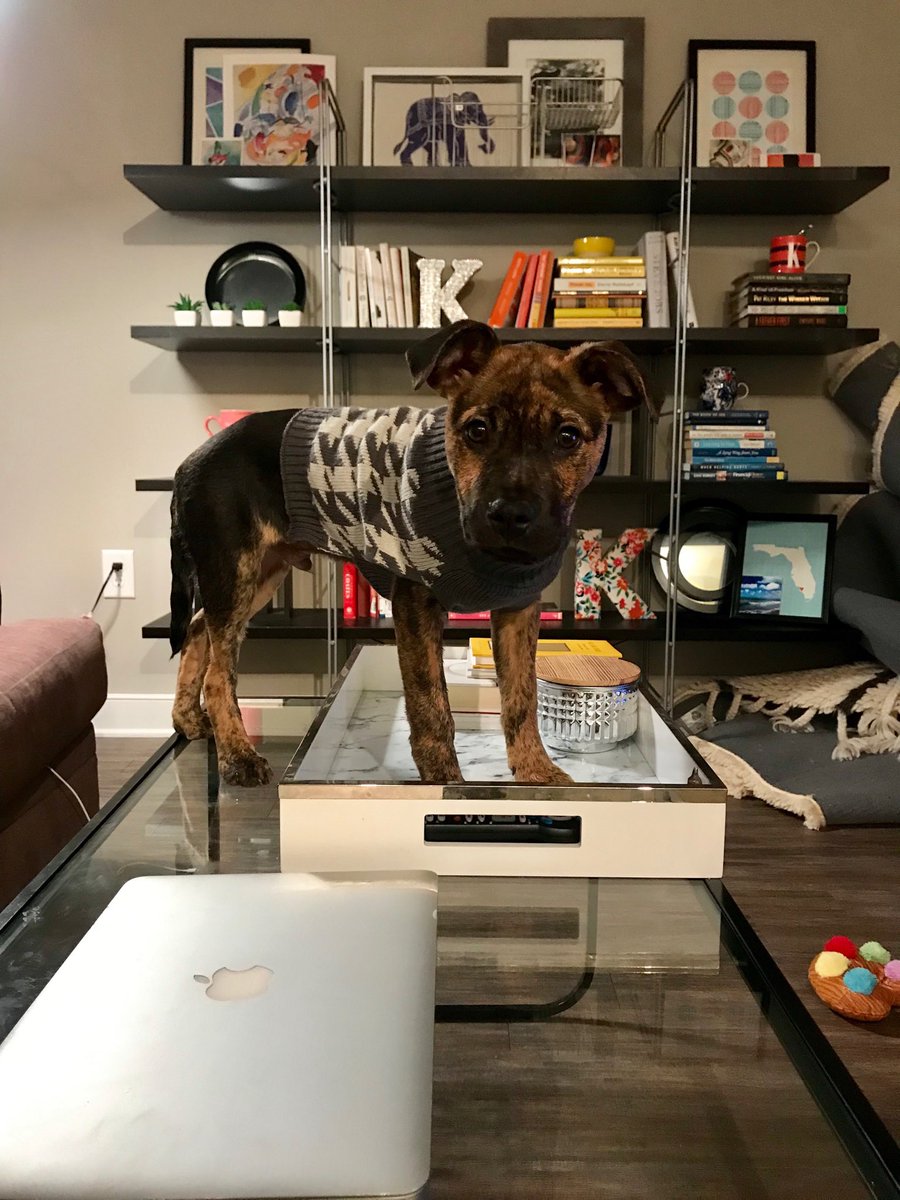 Kelly Cohen On Twitter Go To Five Below In Columbia Heights Best Dog Stuff Ever For Under 5 Kelly Cohen On Twitter Go To Five Below In Columbia Heights Best Dog Stuff Ever For Under 5