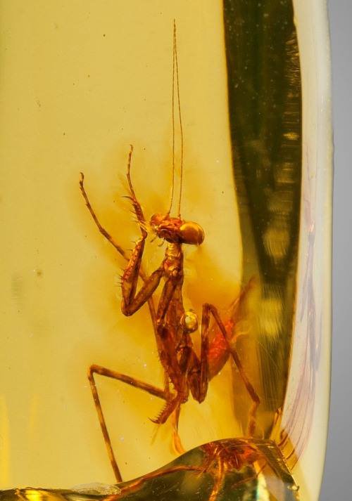 Rabih Alameddine On Twitter Praying Mantis In Amber Hymenaea Protera Oligocene Placing It Anywhere From About 23 Million To 33 9 Million Years Old Dominican Republic Https T Co Yd5u1kbgtz