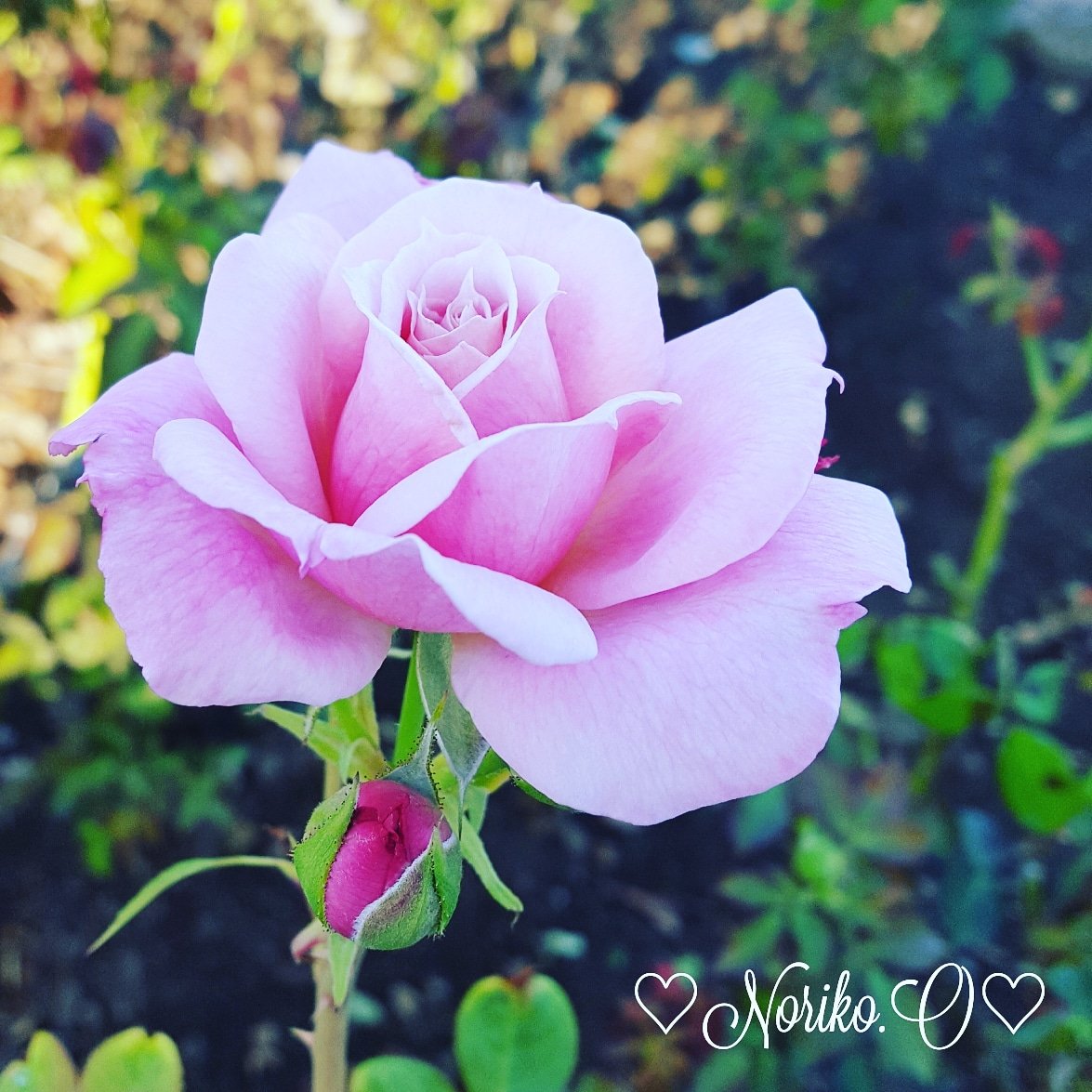 Nonno2200's tweet photo. #おはよう 
#goodmorning 
#写真好きな人と繋がりたい
#ファインダー越しの私の世界 
#roses 
#薔薇 
#flowers 
#flowerlovers
#flowerlife 
#花 
#花のある生活 
#お花と過ごす時間 
#2018december
#12月
#師走
#japan 
#今日の一枚 
#ガーデニング 
#冬支度
#winter https://t.co/p4PqpThUCT