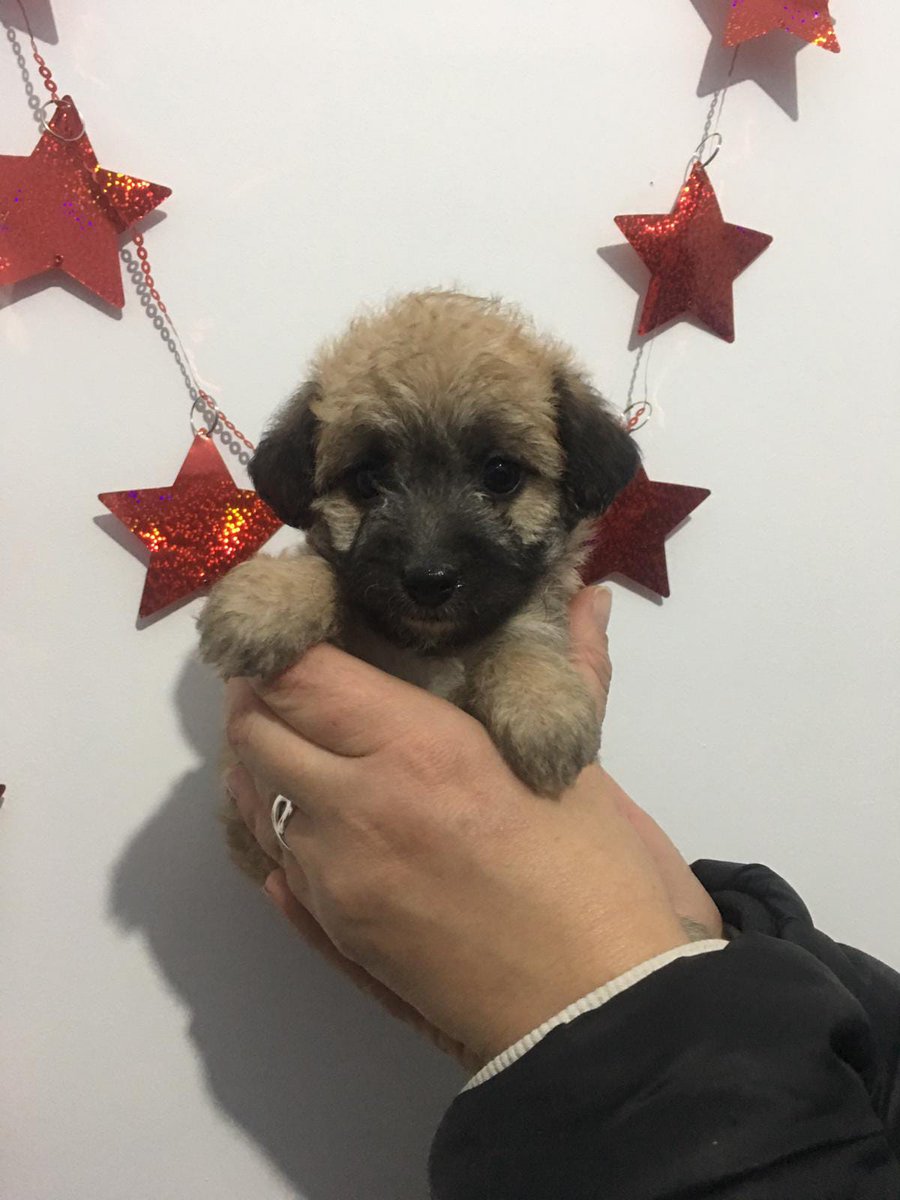 mariluzlp3's tweet photo. Encontrados en un contenedor. Deben tener un mes aproximadamente. Se busca casa de acogida o familia que los quiera. https://t.co/cmaF9eo8xT