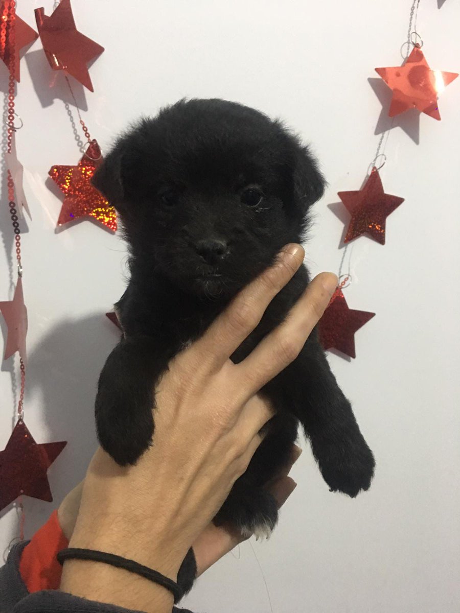 mariluzlp3's tweet photo. Encontrados en un contenedor. Deben tener un mes aproximadamente. Se busca casa de acogida o familia que los quiera. https://t.co/cmaF9eo8xT