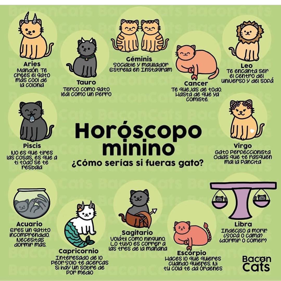 Adulto Evento Concurso Gato Del Internet on Twitter: "Y tú qué signo gatodiacal eres? https://t.co/i272mAkvWr" / Twitter Adulto Evento Concurso Gato Del Internet on Twitter: "Y tú qué signo gatodiacal eres? https://t.co/i272mAkvWr" / Twitter