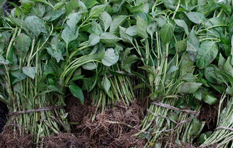asercamx's tweet photo. ¿Qué son los quelites?
La palabra quelite viene del vocablo náhuatl "quilitl" que significa verdura o planta tierna comestible.
Aprende más sobre el en nuestro #BlogASERCA 👉🏽👉🏽👉🏽https://t.co/fuHXtOaHoK https://t.co/QisuBceSpg