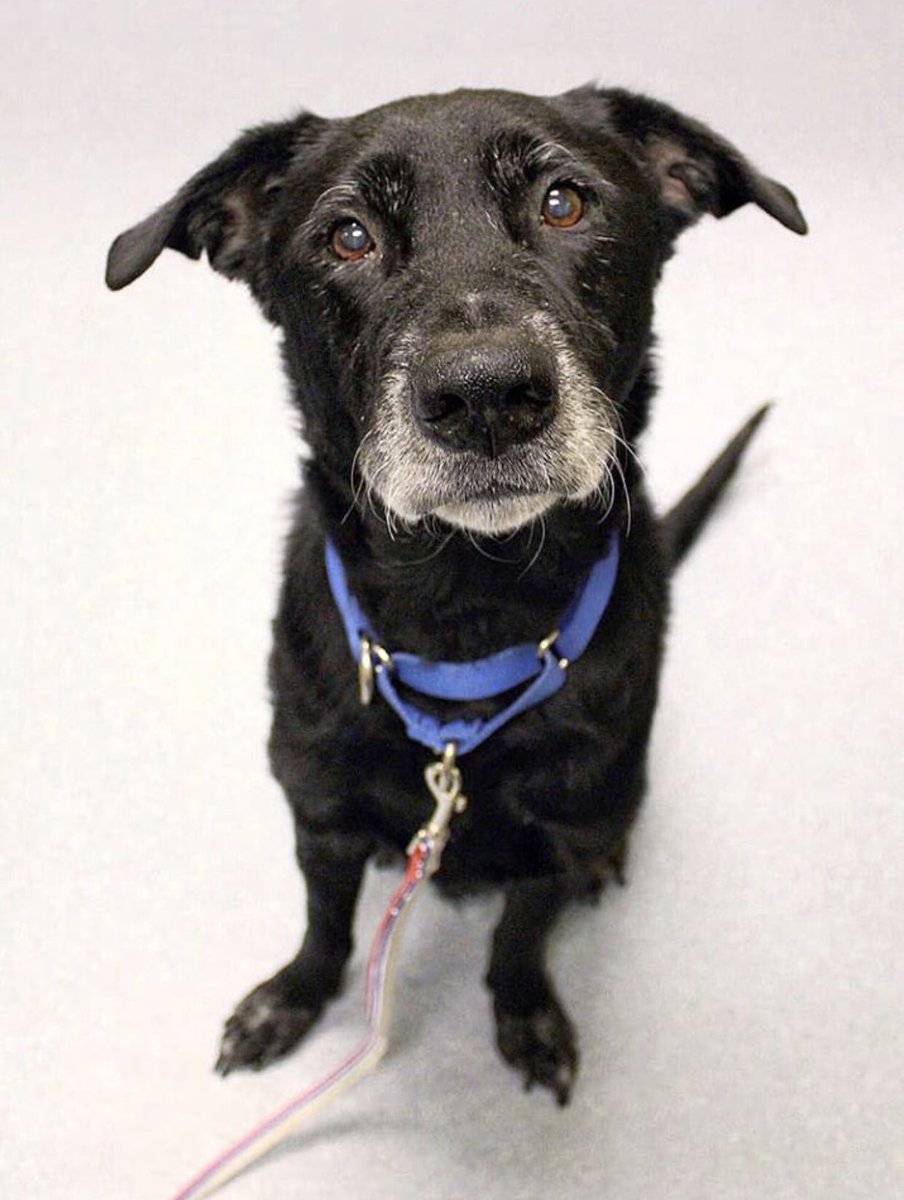 ToledoHumaneSociety tweet media