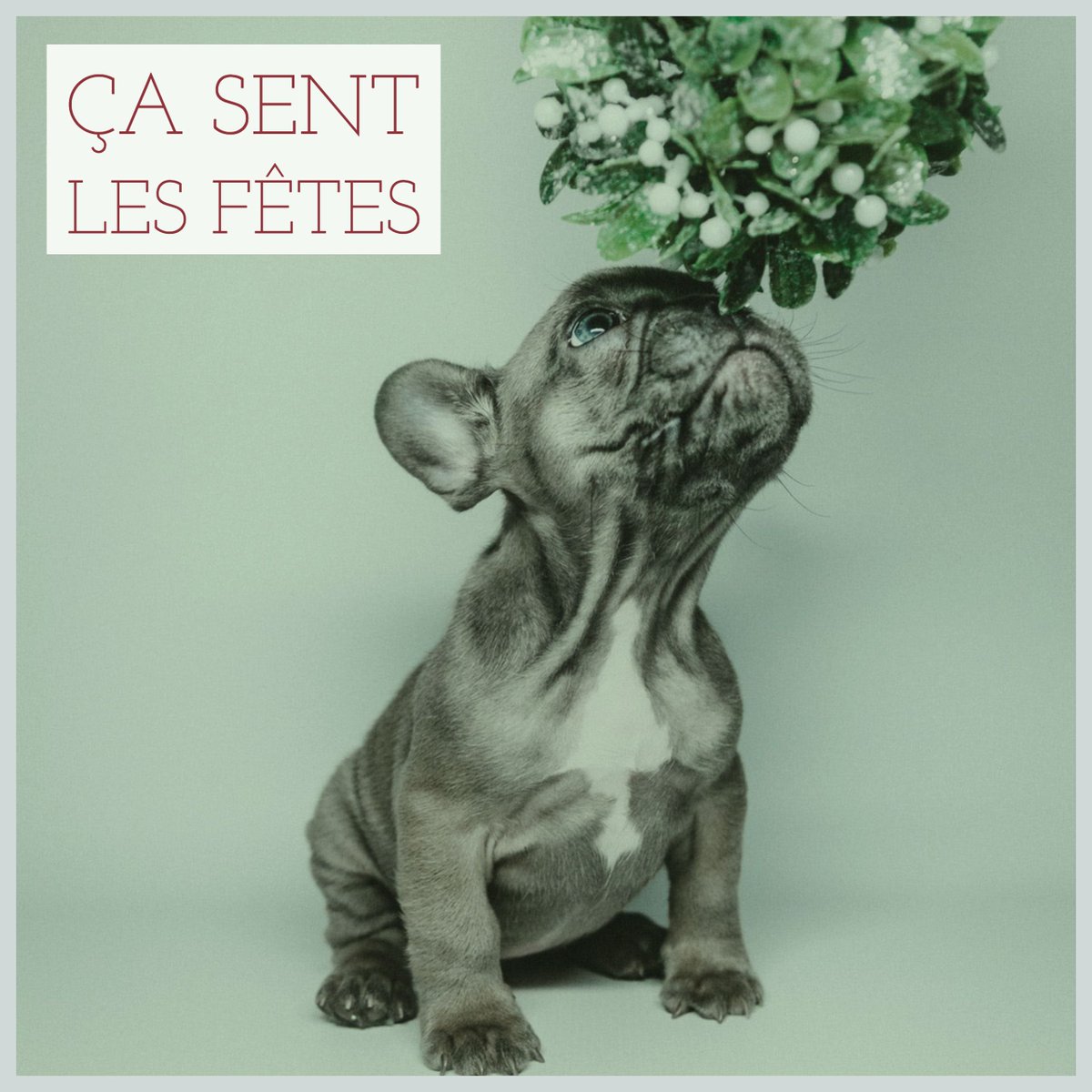 Les réjouissances approchent !