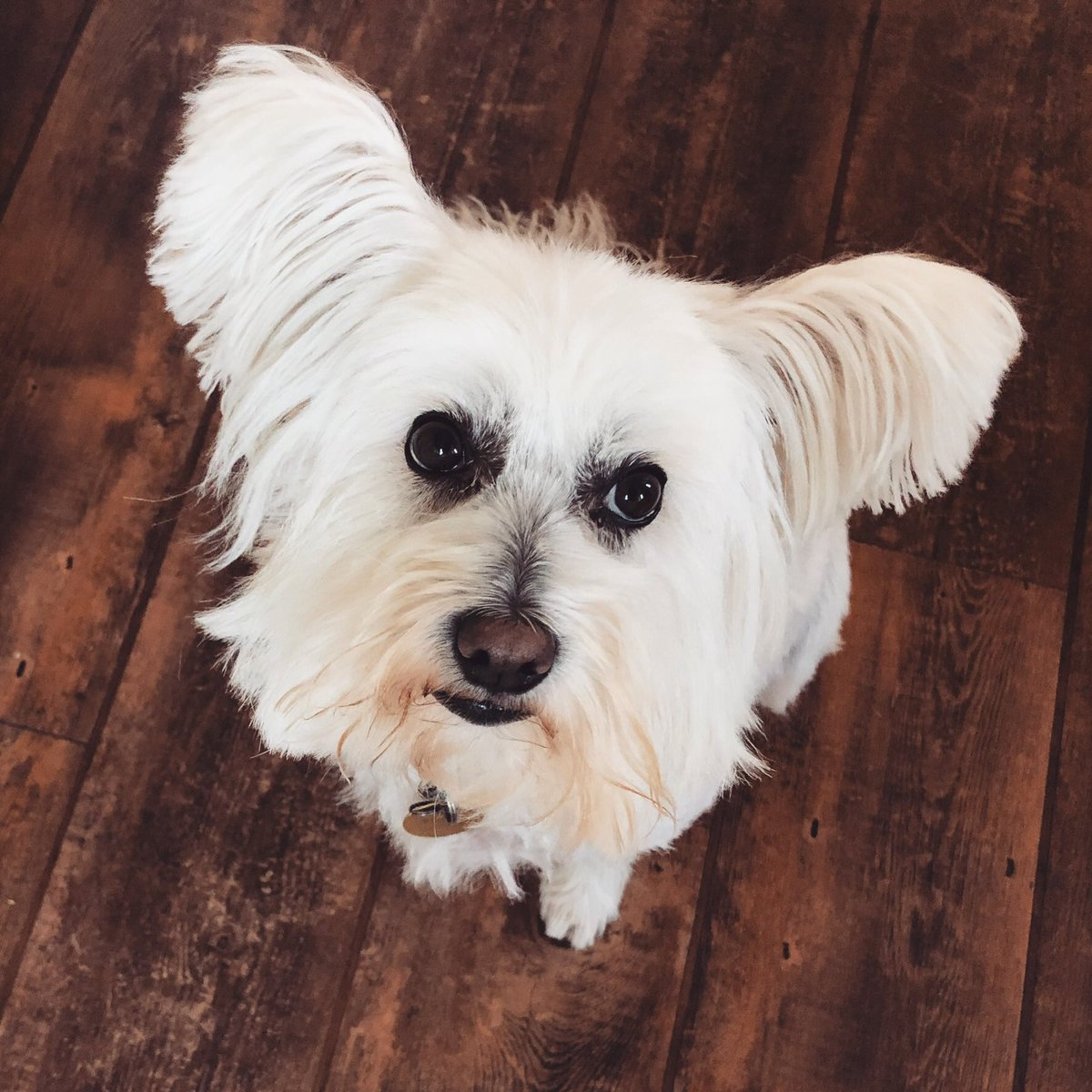 Because I’ve been asked numerous times, this is Wci (pronounced “Wookie”).She’s the sweetest little thing, we rescued her from  @CardiffDogs in 2012.She’s a Chinese Crested Powderpuff / Japanese Spitz cross - according to our vet.(She was Ken’s friend)