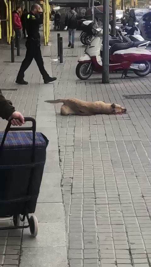 alfonsosl's tweet photo. Para evitar situaciones como esta @PartidoPACMA lleva años pidiendo formación específica en materia de protección y bienestar animal para las fuerzas y cuerpos de seguridad. A día de hoy alguno no sabe distinguir un perro de un buzón de correos.  #JusticiaParaSota https://t.co/FKiwIR9FFk