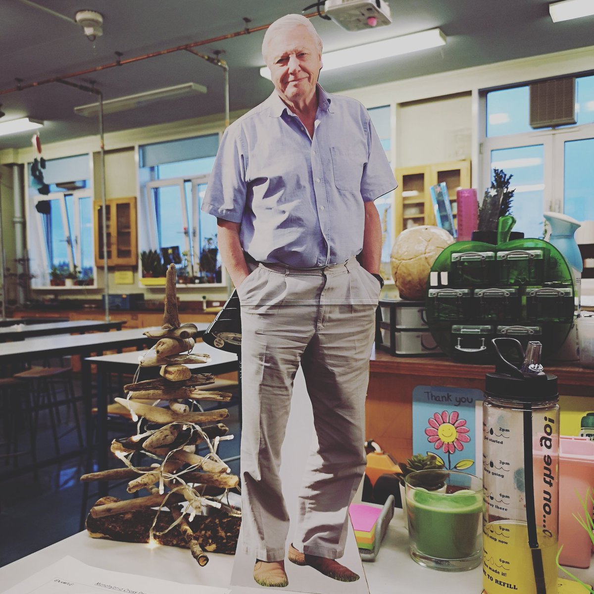 HazleheadBio's tweet photo. Our @embracepangea1 Xmas tree taking centre stage for the Advanced Higher Bio secret santa this afternoon. Mrs W now has her very own David Attenborough! 😍❤️😍 #cardboarddavid #secretsanta #ahbio https://t.co/bzu9olDyf6