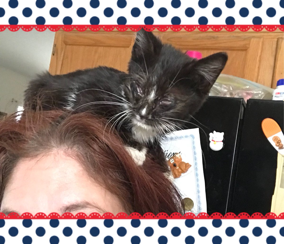#MyNaturalCat <a href="/PurinaCatChow/">Purina Cat Chow</a> I rescued this really sick kitten yesterday afternoon. He has a URI, eye infection and needs bottle feeding. I’m treating him for everything. While I was making his formula this morning I had him in my robe and he decided to climb on my head. Lol😝