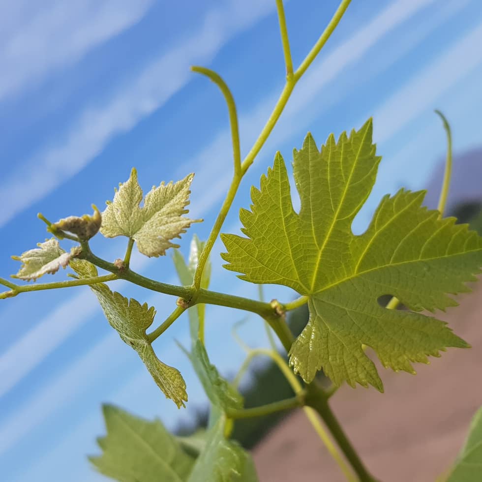 sbarros_'s tweet photo. Aquí les va una nueva. Una botella de vino para el primero que identifique correctamente esta  variedad.  Una respuesta por persona. Dele no más, no hay nada que perder! https://t.co/5BLvrZGPUe