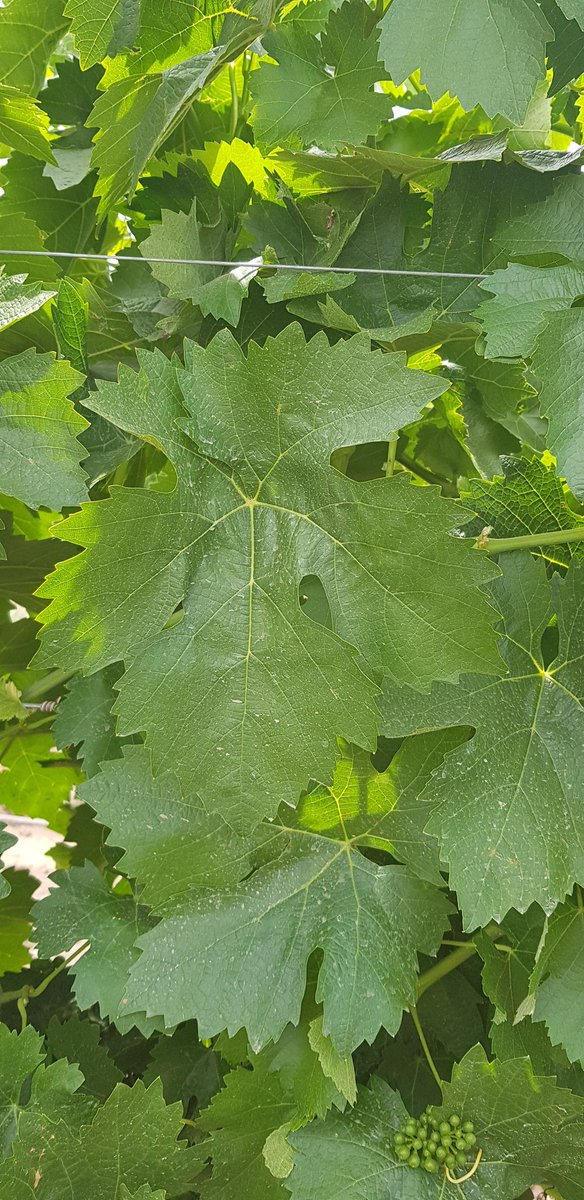 Aquí les va una nueva. Una botella de vino para el primero que identifique correctamente esta  variedad.  Una respuesta por persona. Dele no más, no hay nada que perder!