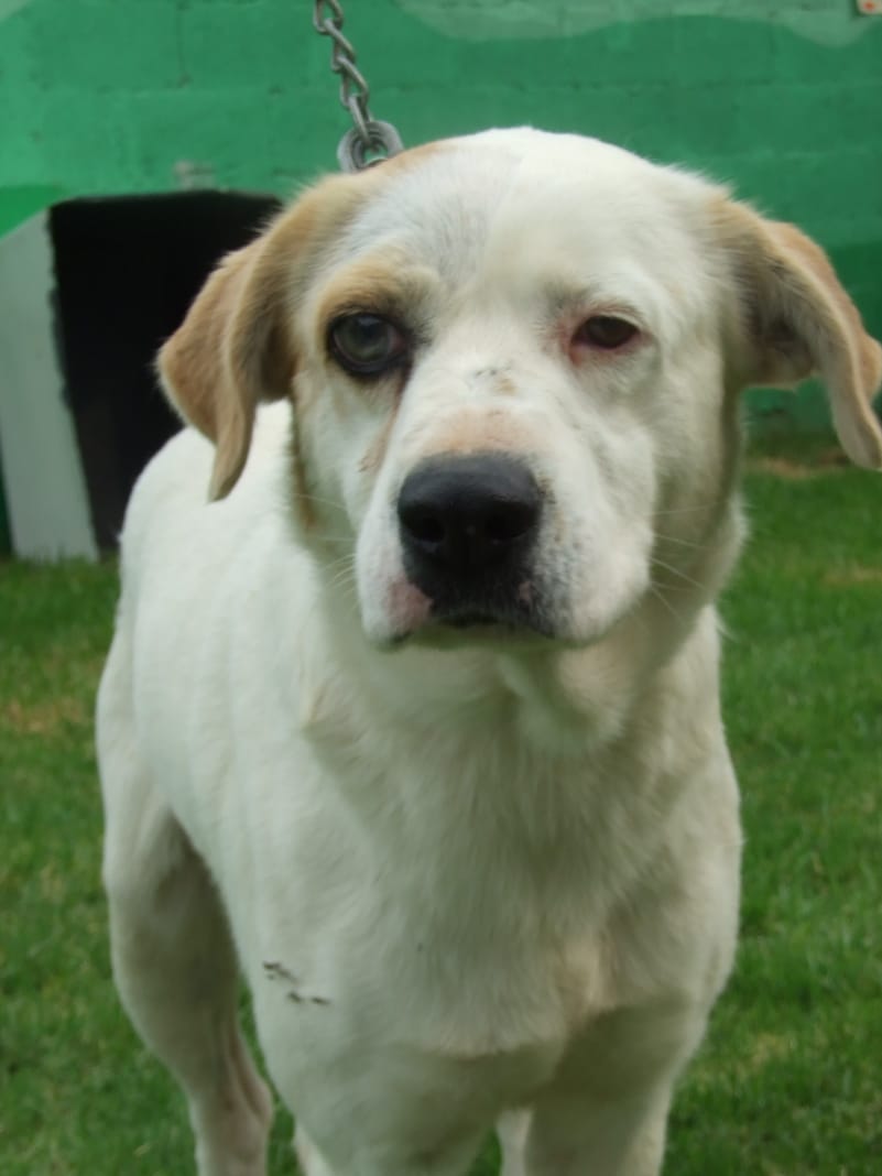 MetroCDMX's tweet photo. "Acato" está en busca de una familia, si deseas darle la oportunidad de ser adoptado comunícate vía telefónica al: 5627-4142. Consulta requisitos de adopción en: https://t.co/C1tZCp5AOb #AUnMetroDeSuHogar #AdoptaNoCompres 🐶🏡 https://t.co/3RDIbyGZPz