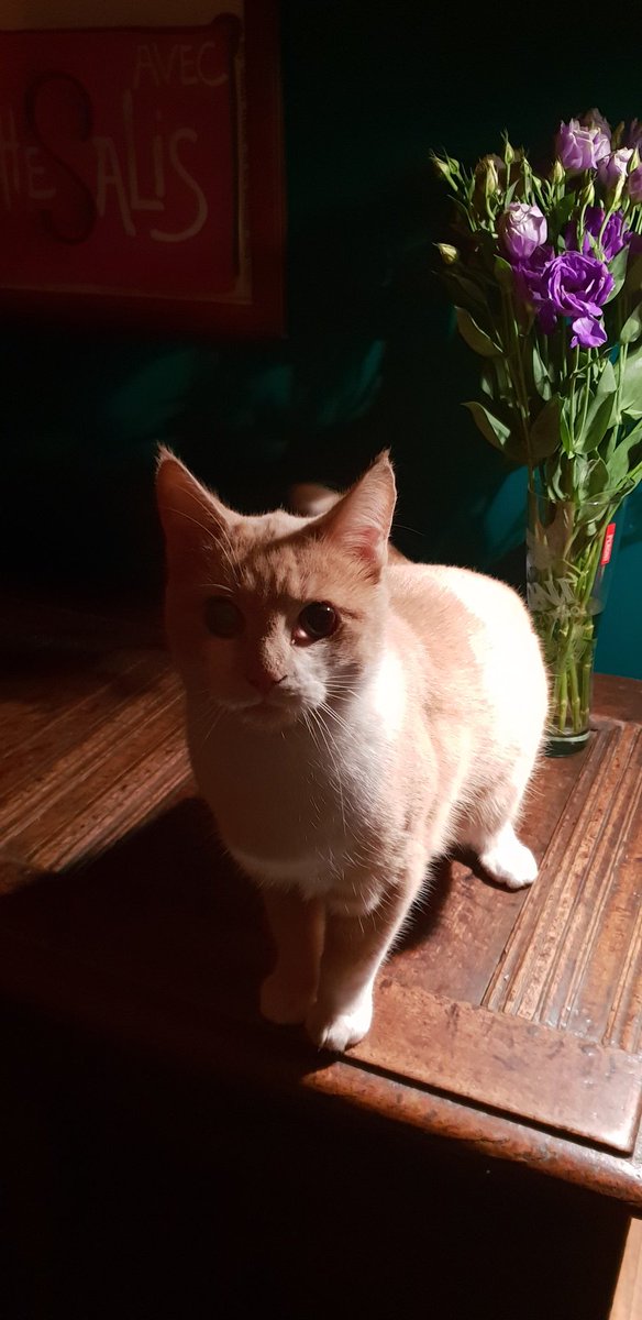Catbell74's tweet photo. After 'someone' ate the Christmas lights....phase 2...unreachable decorations!!!! #crazycat #eatsanything #christmas #decorations #howlong??? https://t.co/7FH6o3MWlB