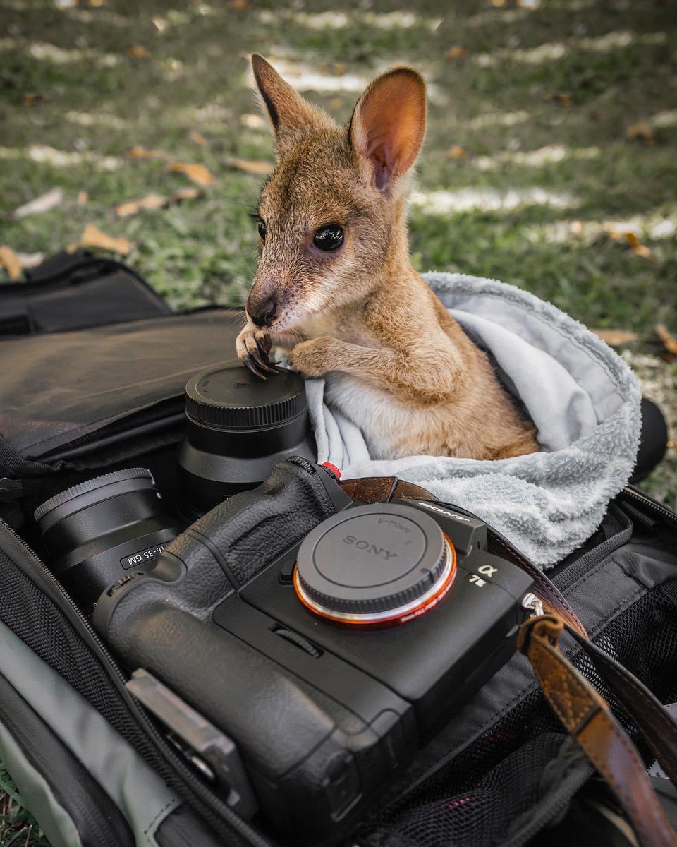 Australia's tweet photo. #️⃣2️⃣8️⃣ Counting down your favourite 30 posts of 2018 ⏳⬇️
------------------------------------
“And if you put this lens over here, you’ll have room for me!”
(via IG/aroundq at #TopDidj, @ausoutbacknt) #seeaustralia https://t.co/qvf0E6Jlqf