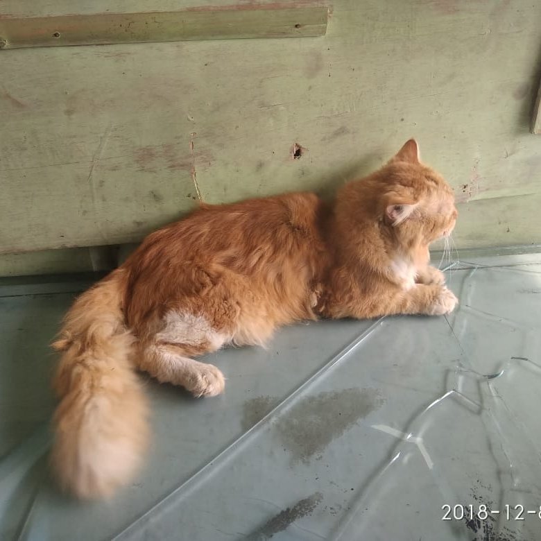 harga kucing domestic long hair