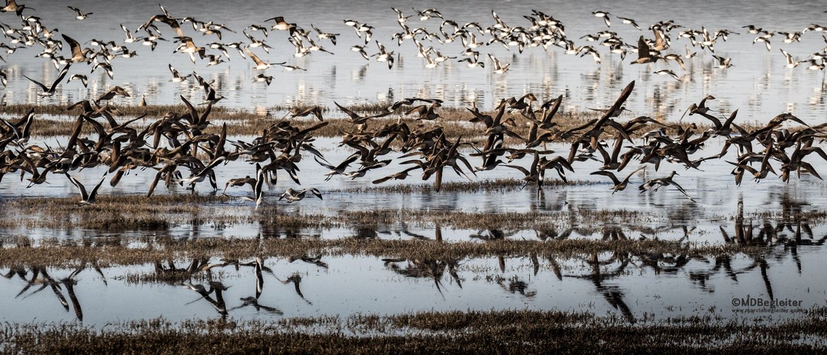 mmcphate's tweet photo. Every winter, Morro Bay is overtaken by a rumpus of bird life. Here are some gorgeous images by photographer Marcie Begleiter → https://t.co/ynzNj7GEuN https://t.co/xxOtEi1TvY