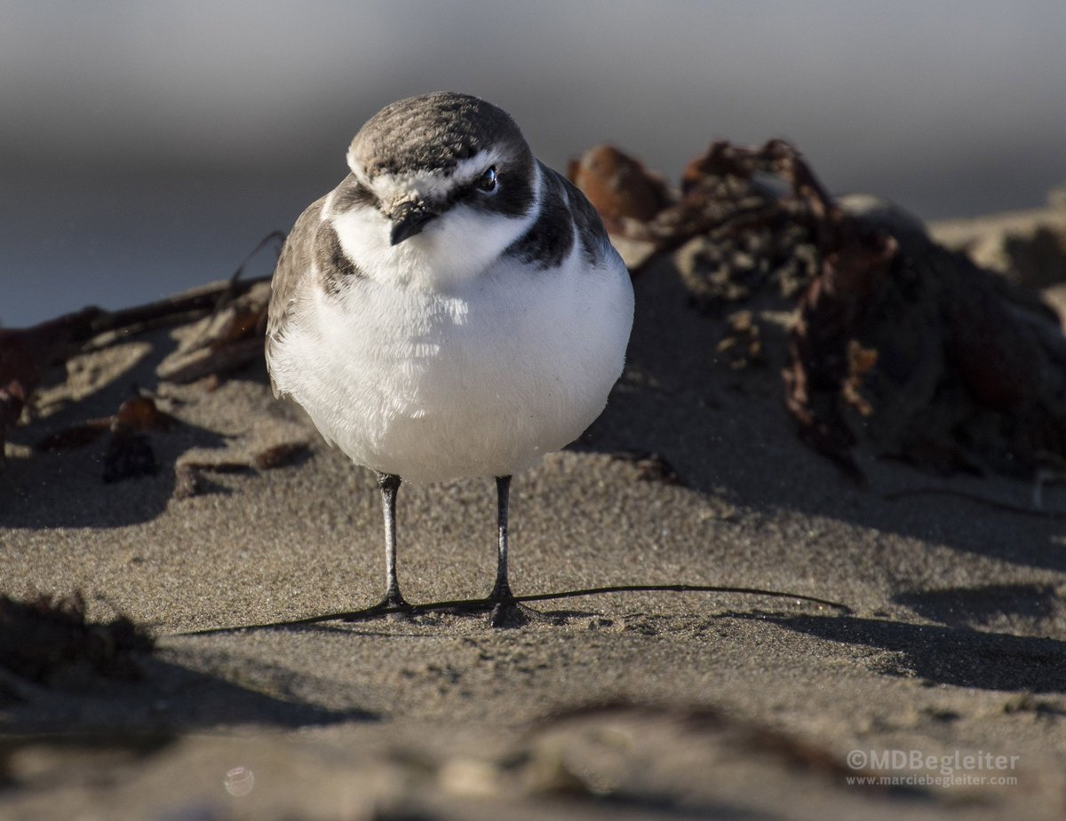 mmcphate's tweet photo. Every winter, Morro Bay is overtaken by a rumpus of bird life. Here are some gorgeous images by photographer Marcie Begleiter → https://t.co/ynzNj7GEuN https://t.co/xxOtEi1TvY