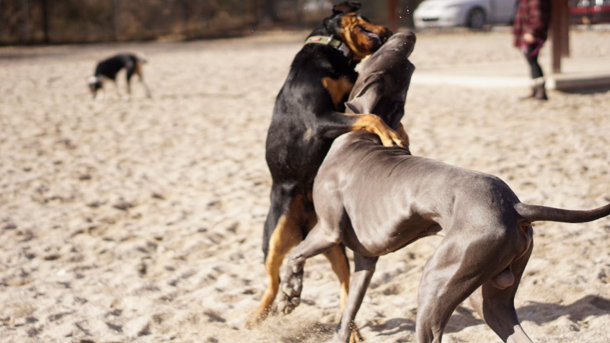 justingroach's tweet image. A series of Brutus and a great Dan. Shot by @shelbsdeas