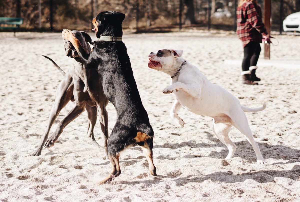 justingroach's tweet image. A series of Brutus and a great Dan. Shot by @shelbsdeas