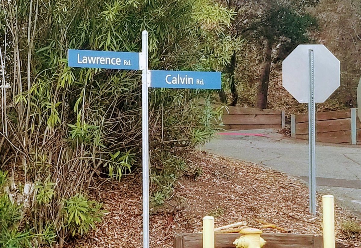 BerkeleyLab's tweet photo. Calvin Rd., our eastern most road, was named after Melvin Calvin, #NobelLaureate who discovered “dark” photosynthetic reactions that convert carbon dioxide and other compounds into glucose. #StreetsOfBerkeleyLab https://t.co/17MGs2XzyV #wherethestreetshaveNOBELnames https://t.co/bD4rcsp7YY
