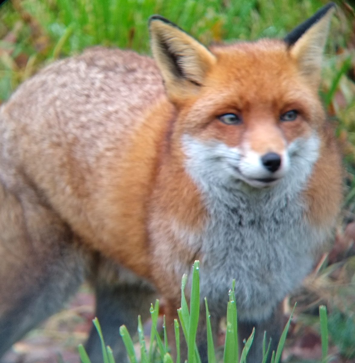 TotallyNotaBug's tweet photo. Would you just look at that cheeky face?! Meet Flo, one of many fantastic residents at the British Wildlife Centre in Lingfield. More photos incoming! @BWCtweets @BBOWT @Britnatureguide https://t.co/8r9p3yh2Mj