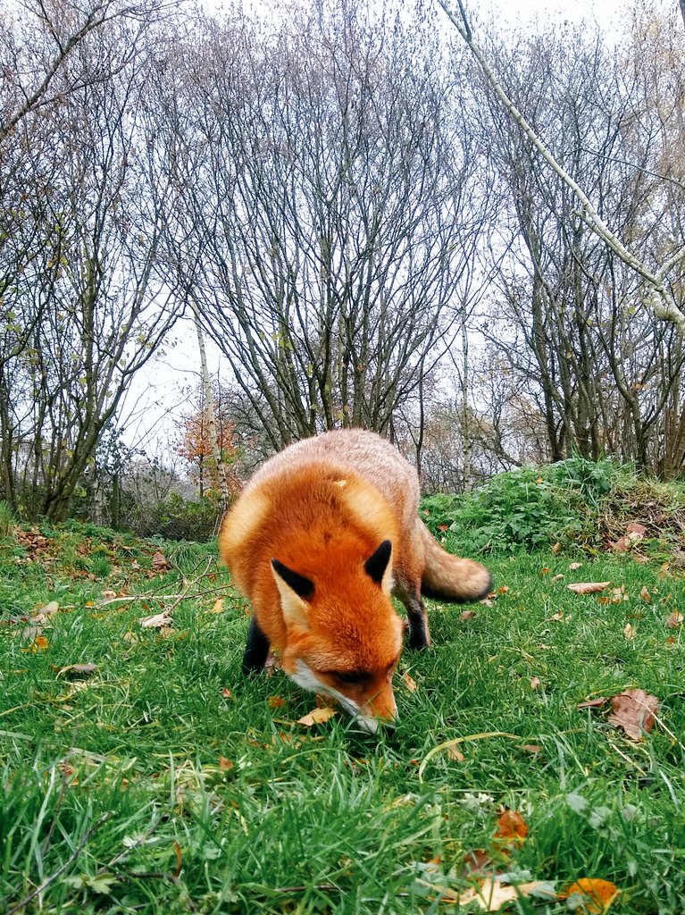TotallyNotaBug's tweet photo. Would you just look at that cheeky face?! Meet Flo, one of many fantastic residents at the British Wildlife Centre in Lingfield. More photos incoming! @BWCtweets @BBOWT @Britnatureguide https://t.co/8r9p3yh2Mj