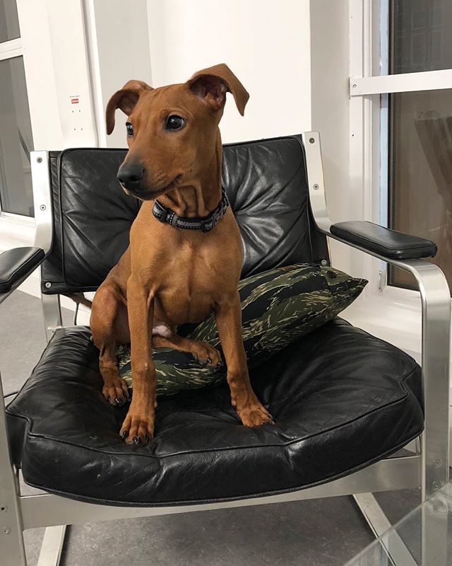 kidos74's tweet photo. top dog status unlocked... once you stop pissing and shitting in the office 😷 #hansgruber #germanpinscher https://t.co/e6LjTEA6cj