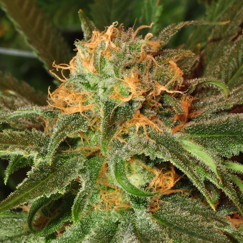 Frosted Leaf tweet media