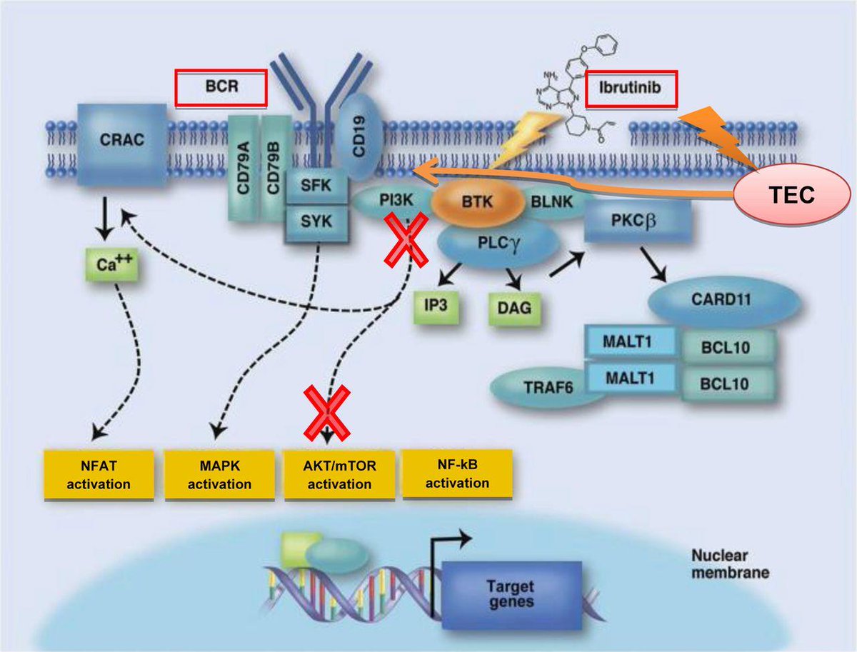 JACC Journals (@jaccjournals) on Twitter photo What is the incidence of ibrutinib-associated #AFib? Learn more with this review of literature on Ibrutinib, an agent for B-cell lymphoma, in this month’s #JACCCEP: fal.cn/rs5h <a href="/SarjuGanatraMD/">Sarju Ganatra, MD, FACC</a> What is the incidence of ibrutinib-associated #AFib? Learn more with this review of literature on Ibrutinib, an agent for B-cell lymphoma, in this month’s #JACCCEP: fal.cn/rs5h <a href="/SarjuGanatraMD/">Sarju Ganatra, MD, FACC</a>