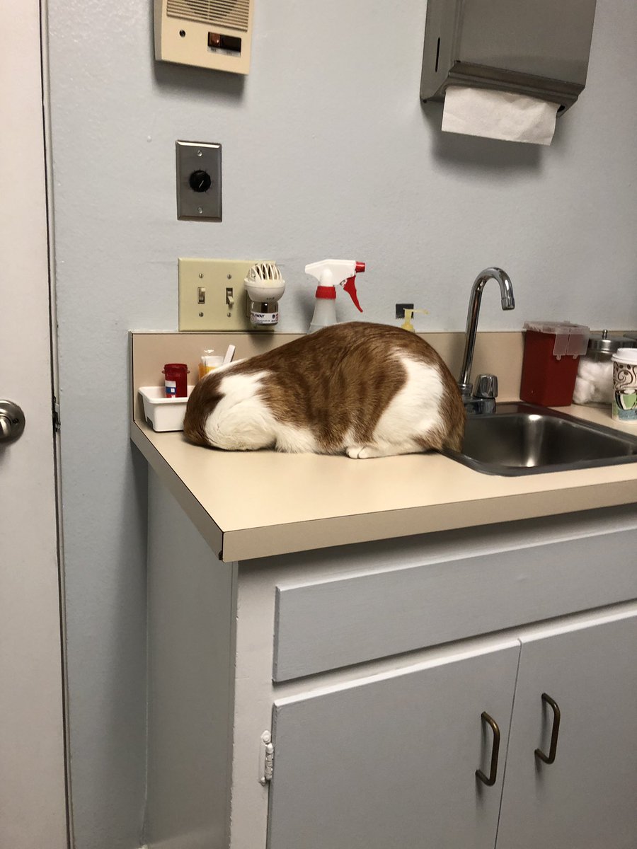 Cat Hides Head to Avoid Vet