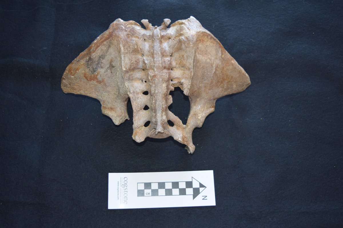 docsloth's tweet image. Solidarity to my sloth-sista, @slothgirlmel . Here's an #Acratocnus booty to accompany her #slothbutt theme for Day 2 of #7DaysofSlothmas
#MegaloTHICnid