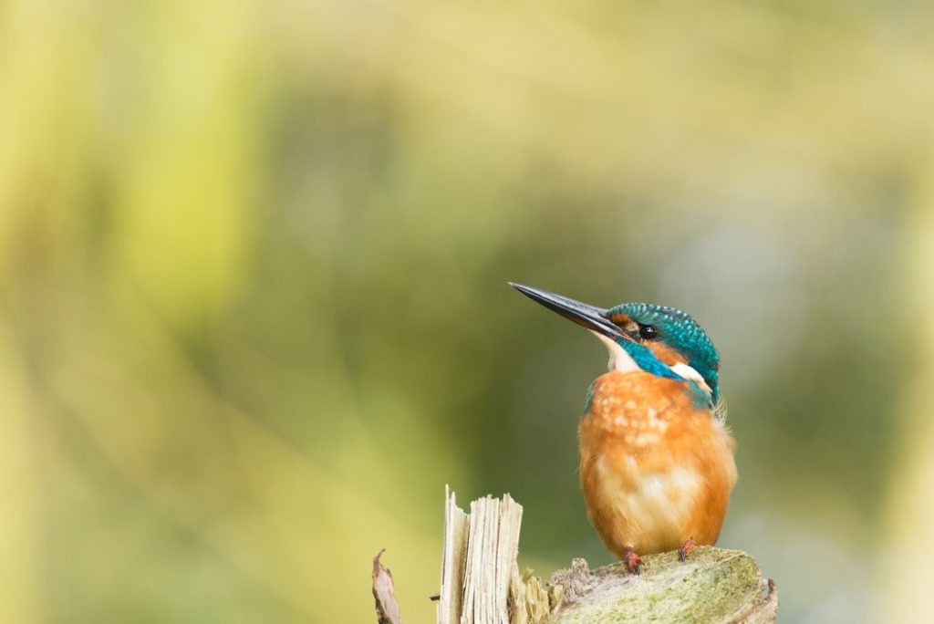 Investeringen in natuur hebben effect

Provincies liggen op koers met hun inspanningen om de biodiversiteit te vergroten en de natuur robuuster te maken. Zij hebben met... 
groenehartmedia.info/investeringen-…