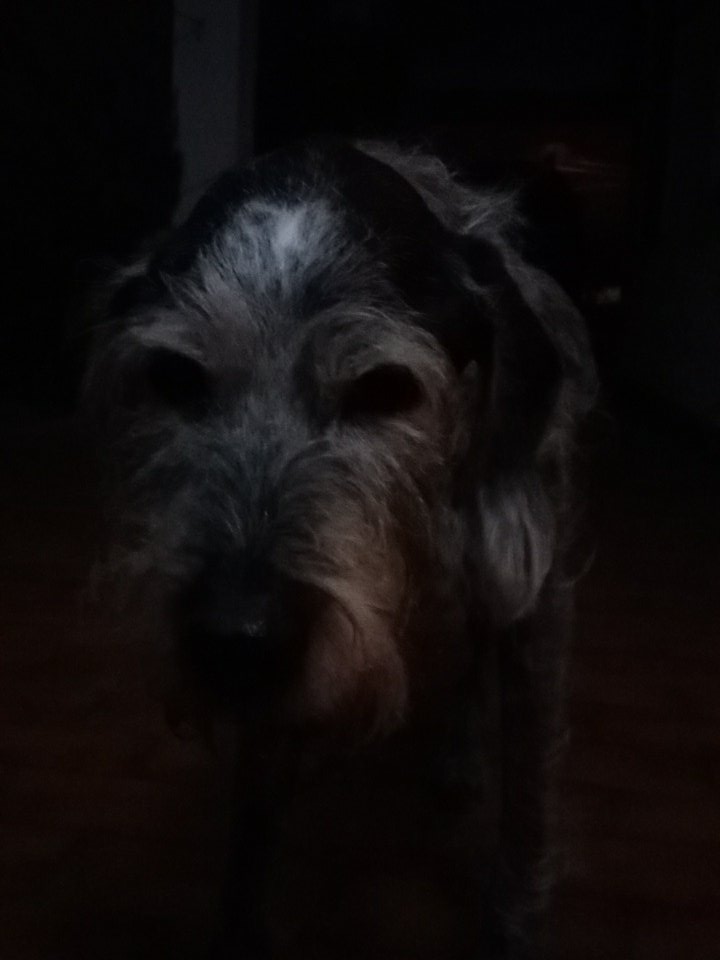 KyaTheAddicted's tweet photo. Sta nevicando qui ma a noi non importa perché tanto tra poco torniamo dentro al caldino 🐶 #ally #superstite https://t.co/knx9NMbRy1