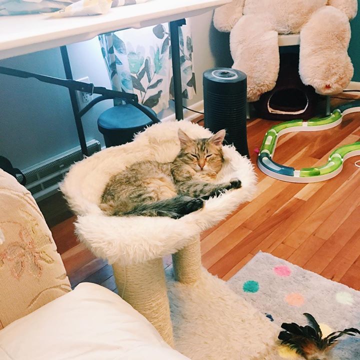 one_fluffy_cat's tweet photo. Welcome to the fam #ethelbeaverscat 😽 She’s not at all spoiled and we are all BFF. #notreally #workingonit #thecakescats #babysteps #threecats https://t.co/WEGKwXO0tW