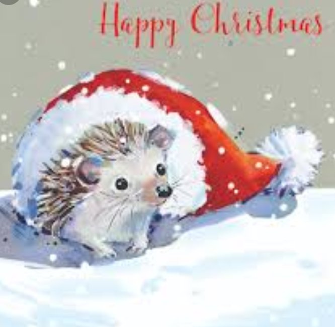 @WagstersPet would like to wish everyone a very #MerryChristmas to all you #hoggy hero's. We've learnt so much recently about saving/helping #hedgehogs survival & #wildlife too!! We will help where we can! 🐾😙 @HamiltonsHens @Hedgehog_Haven_ @HelpaHedgehog @Protect_Wldlife