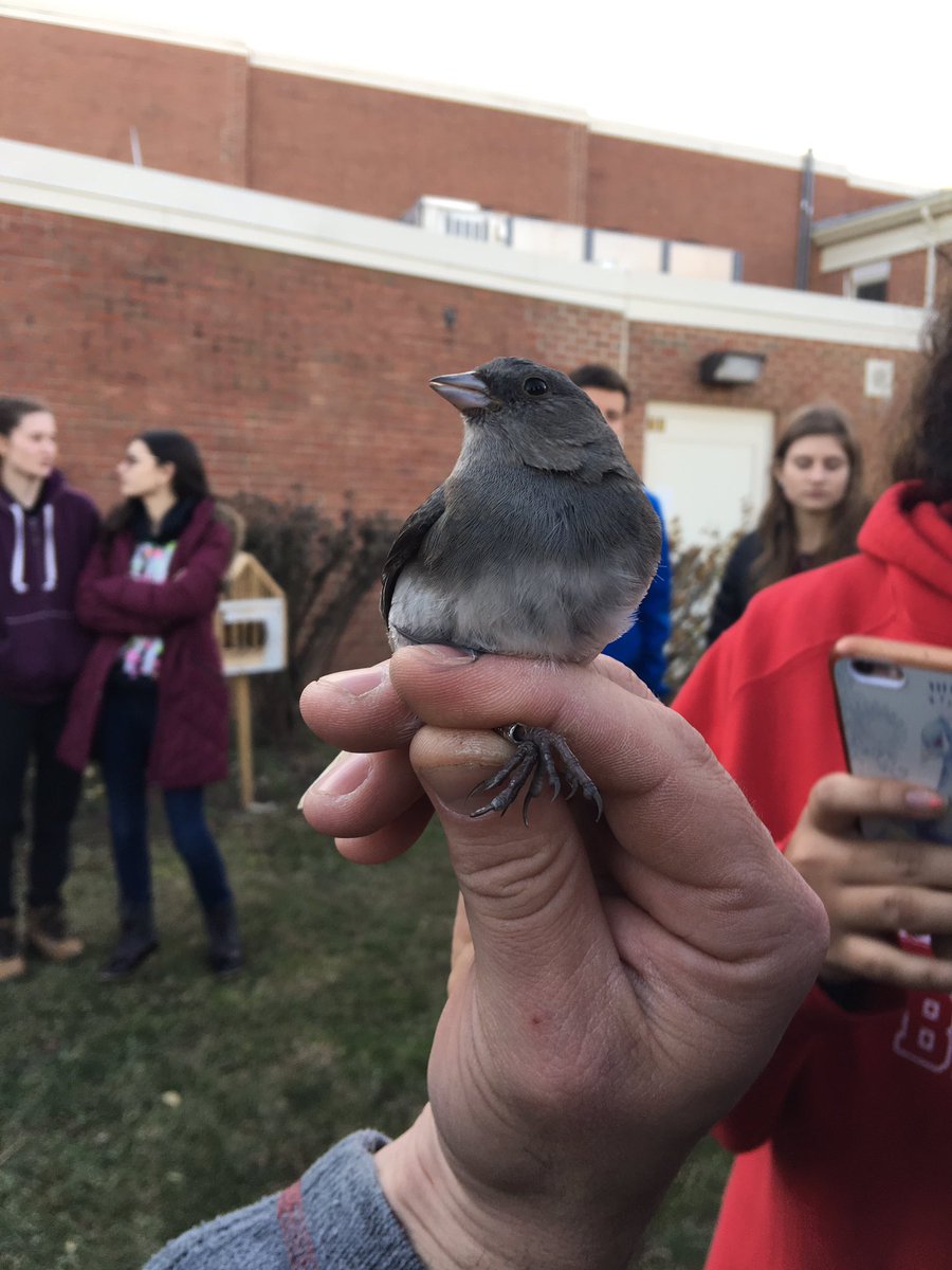 MrsGeorgeOJR's tweet photo. Bird banding at OJR. #OJRecology https://t.co/m6eB3GBnKZ