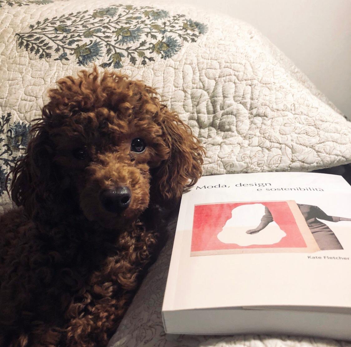 postmediabooks's tweet photo. Fuffy reading #modadesign #katefletcher @katetfletcher https://t.co/PoJ1FMXCUq