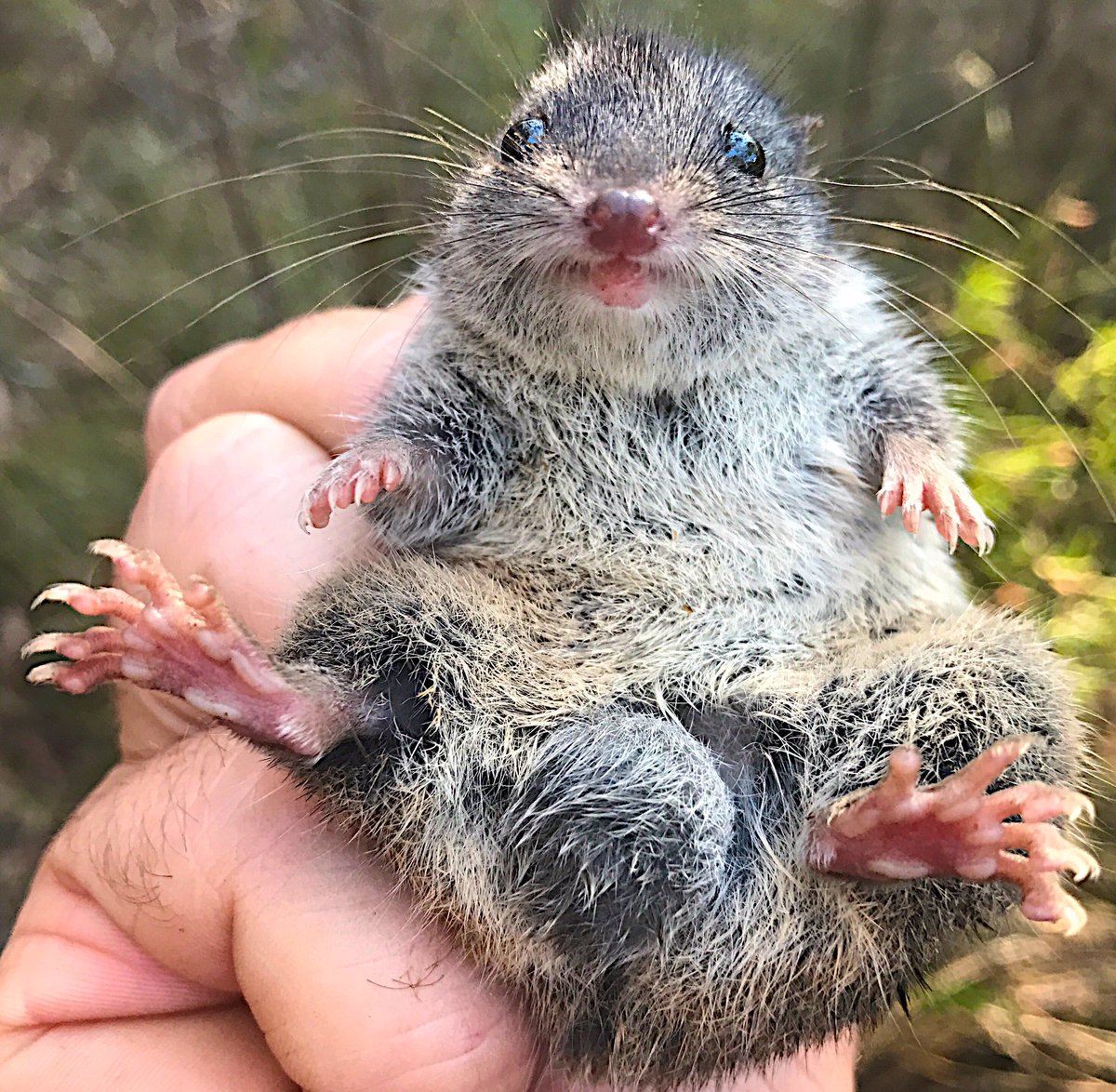 Fun fact.
Male Antechinus all die before they reach their 1st birthday. After breeding they go through the classic dasyurid male die-off. So for a period of time the adult population is all female.
No birthday parties for these great little Aussie mammals.
