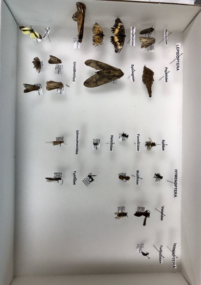 JHE 4th graders learn about insects and human bone growth! <a href="/JHE4th/">JHE 4th Grade</a> <a href="/HayesHawks/">Jeanette Hayes Elem</a>
