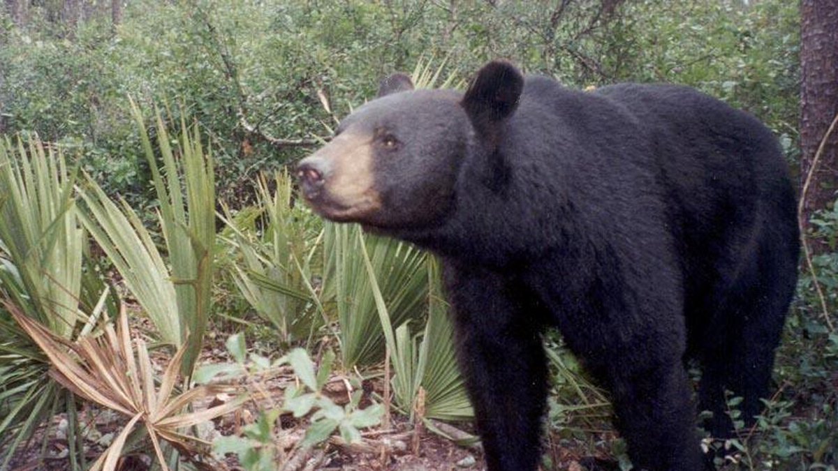 Men abused bears and posted videos on social media, Florida officials say bit.ly/2LqS2gD https://t.co/oopnIPkFia