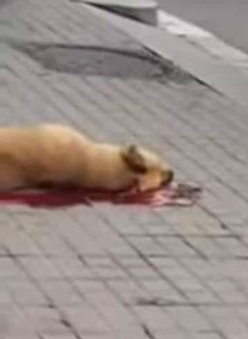 El capitalismo es el genocida más respetado del mundo. Un hotel llama para que echen a una persona que vende pulseras porque da "mala imagen". La Guardia Urbana de Barcelona llega, lo apaliza y asesina a su compañera la perrita Sota. #JusticiaParaSota