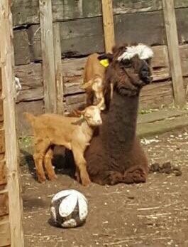 Alpaca Fact 9: Alpacas love babies of all kinds and are unbelievably patient and gentle with them.It is the cutest thing in the world you will ever see! (These boys are actually my alpacas, Tom & Ben. Sorry for the poor pic quality.) #ALECvsALPACA  #SaveShadowhunters